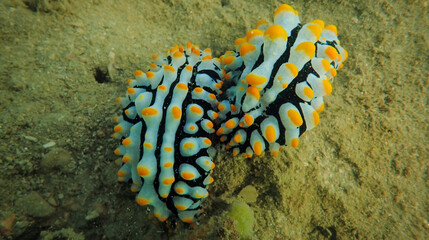 nudibranch
