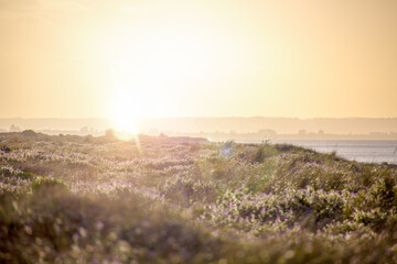 Low sun over seaside vegetation