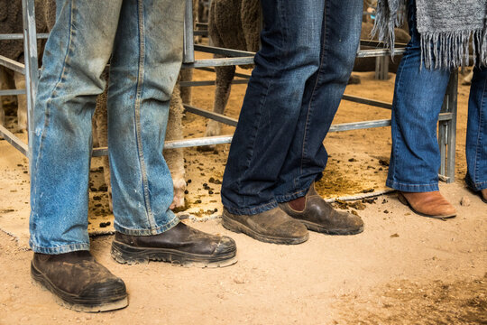 Farmers' boots with rams in pens