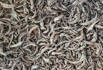 a group of dry leaves for background or wallpaper