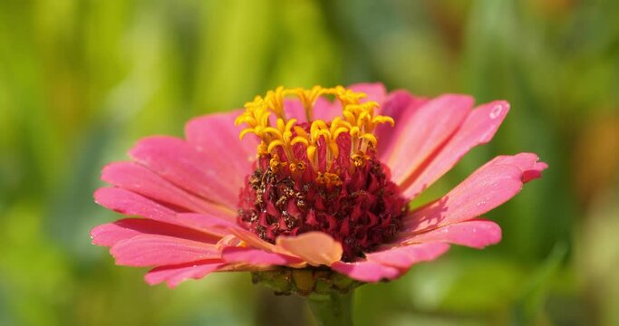 Zinnia - genus of plants of tribe Heliantheae within family Asteraceae