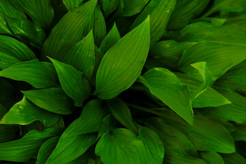 Fototapeta Abstract green dark texture, nature background, tropical leaf. obraz