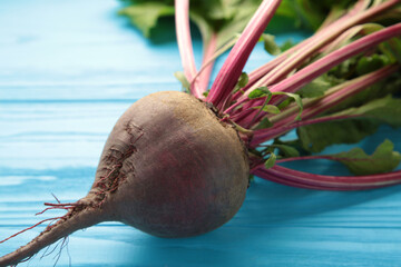 Red Beetroot with green leaves on blue background. Organic Beetroot.