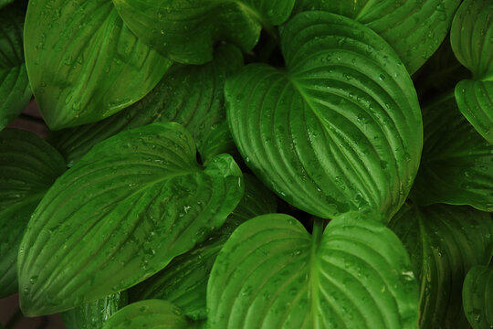 Leaves of Spathiphyllum cannifolium, abstract green dark texture, nature background, tropical leaf