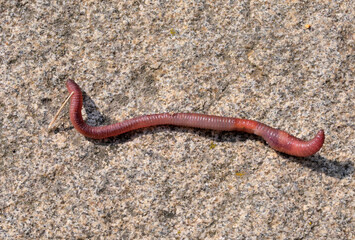 Garden earthworm basks in the sun on a summer day