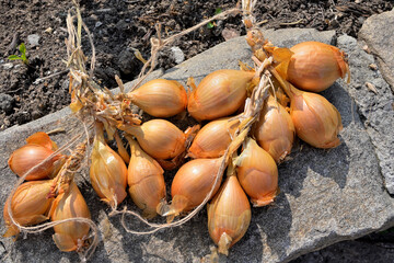 A bundle of last year's onions is dried on a stone