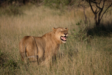 Afrikanischer Löwe / African Lion / Panthera Leo