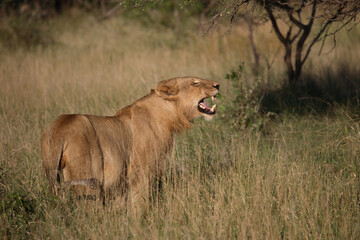 Afrikanischer Löwe / African Lion / Panthera Leo