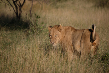 Afrikanischer Löwe / African Lion / Panthera Leo.