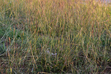 een lawn grass abstract  texture on the evening sunset background.