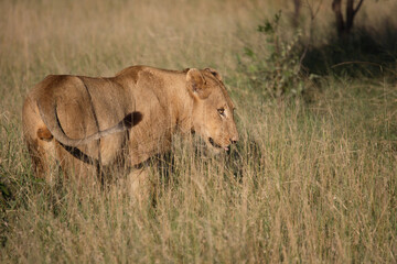 Afrikanischer Löwe / African Lion / Panthera Leo.