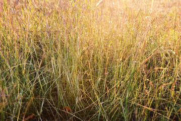 een lawn grass abstract  texture on the evening sunset background.