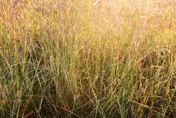 Foto op Plexiglas een lawn grass abstract  texture on the evening sunset background. © meesilpa sornsing