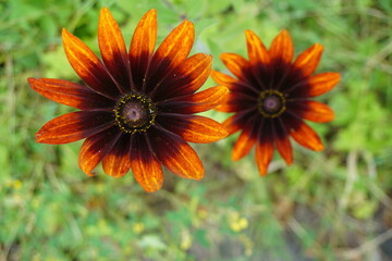 Zwei orange-braune Blumenblüten auf Wiese im Garten im Sommer