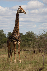 Giraffe / Giraffe / Giraffa Camelopardalis