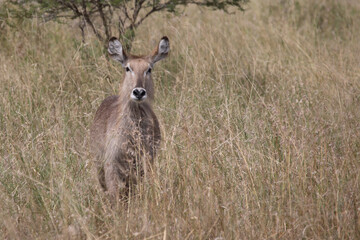 Wasserbock / Waterbuck / Kobus ellipsiprymnus