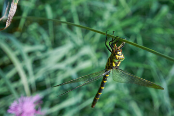The dragonflies Aeshnidae (also called aeshnids, hawkers, or darners) eat another insect.