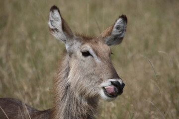 Wasserbock / Waterbuck / Kobus ellipsiprymnus
