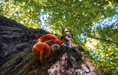 Edible mushrooms Armillaria mellea on a tree trunk in sunlight. Autumn scene in the Carpathian forest