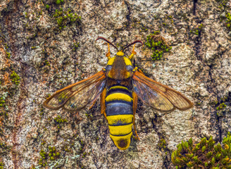 Hornet Moth - Sesia apiformis, mimicry, similarity to a hornet