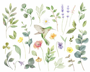 Hand painted vector watercolor set of herbs, flowers and hummingbird. © ElenaMedvedeva