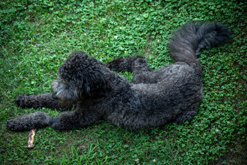 Black golden doodle dog laying in green clover with her chew toy.