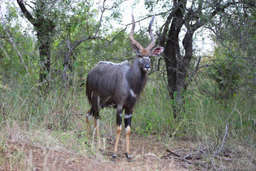 Fototapeta premium Nyala / Nyala / Tragelaphus angasii.