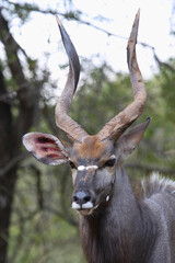 Nyala / Nyala / Tragelaphus angasii.