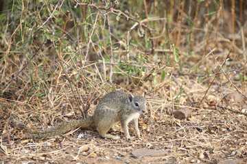 Ockerfußbuschhörnchen / Tree Squirrel / Paraxerus Cepapi