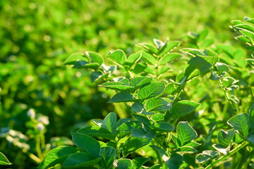 Fototapeta na wymiar potato bushes grow on a potato farm in the rays of the setting sun. potato cultivation concept