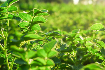 Fototapeta na wymiar potato bushes grow on a potato farm in the rays of the setting sun. potato cultivation concept