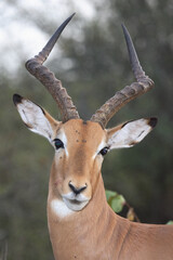 Schwarzfersenantilope / Impala / Aepyceros melampus