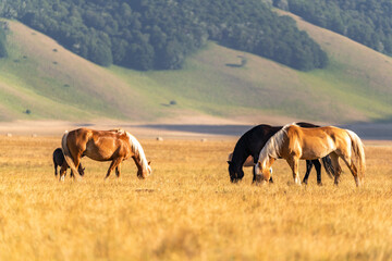 Obraz premium Horses in Piana di Castelluccio Umbria Italy