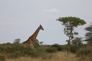Fototapeta premium Giraffe / Giraffe / Giraffa Camelopardalis