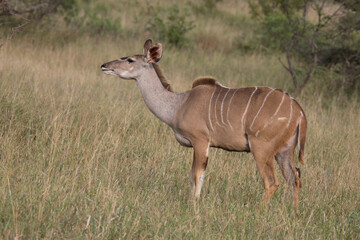 Obraz na płótnie Canvas Großer Kudu / Greater Kudu / Tragelaphus strepsiceros.