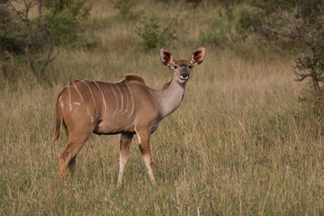 Fototapeta premium Großer Kudu / Greater Kudu / Tragelaphus strepsiceros.