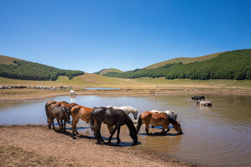 Accumoli, wild horses bathing in lake, Umbria