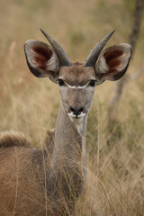 Großer Kudu / Greater Kudu / Tragelaphus strepsiceros.