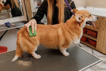 Woman groomer combing fur of Welsh Corgi Pembroke dog with comb after bathing and drying at...