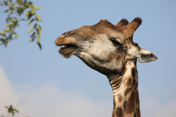 Obraz premium Giraffe / Giraffe / Giraffa Camelopardalis