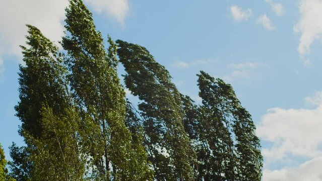 Hurricane Extremely strong wind on a sunny day break trees, super typhoon. Trees are broken by strong winds. Bad weather. Hurricane winds, storm surges flood coastal homes.