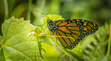 Monarch butterfly on a grapevine