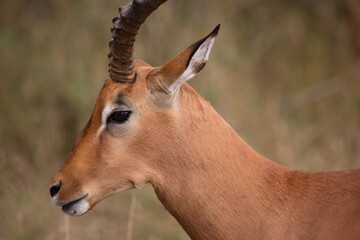 Schwarzfersenantilope / Impala / Aepyceros melampus
