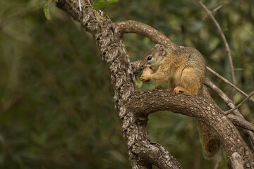 Ockerfußbuschhörnchen / Tree squirrel / Paraxerus cepapi