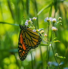 Monarch butterfly on fleabane