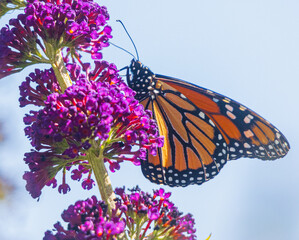 Close up of a monarch butterfly on a butterfly bush