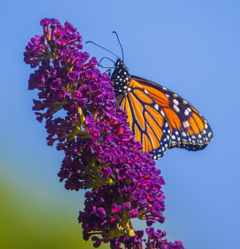 Monarch Butterfly And A Blue Sky