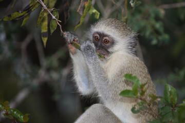 Grüne Meerkatze / Vervet Monkey / Cercopithecus aethiops .