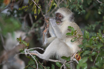 Grüne Meerkatze / Vervet Monkey / Cercopithecus aethiops .
