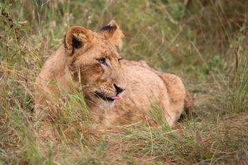 Afrikanischer Löwe / African Lion / Panthera Leo.
